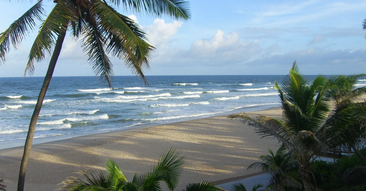Scène de plage tropicale sereine avec palmiers et vagues de l'océan sous un ciel dégagé.