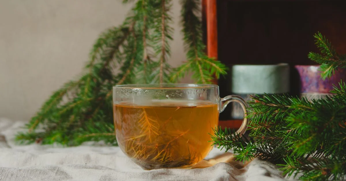 Tasse en verre de tisane infusée de branches d'épinette, sur fond chaleureux et rustique.