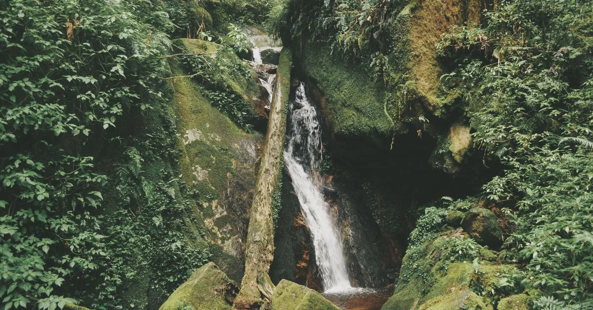 Découvrez la végétation luxuriante et la cascade paisible nichée à Ranau, Sabah.