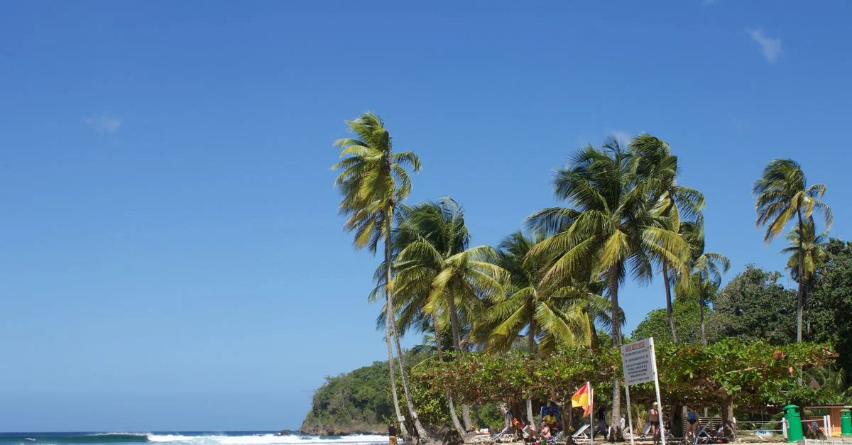 Scène de plage idyllique avec des palmiers se balançant dans la brise tropicale et un ciel bleu vif.